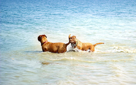 two adult red French mastiff walking on shore at daytime thumbnail