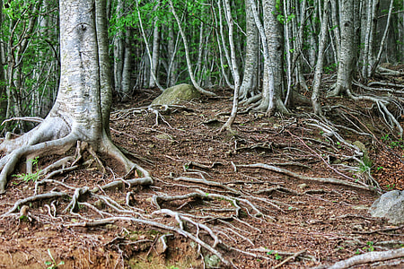 green leaf tree photography thumbnail