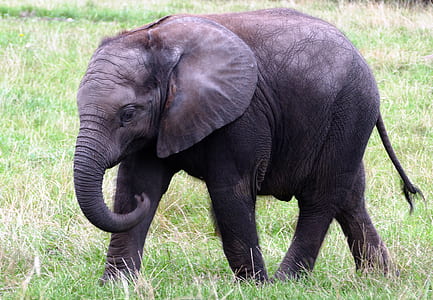 baby elephant standing on green grasses thumbnail