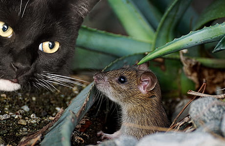 shallow focus of brown mouse and black cat thumbnail