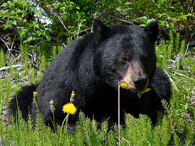 black bear lying on green grass at daytime thumbnail