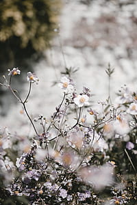 white flowers blooming during daytime thumbnail