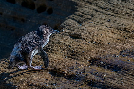 closeup photography of newborn penguin walking on sand thumbnail