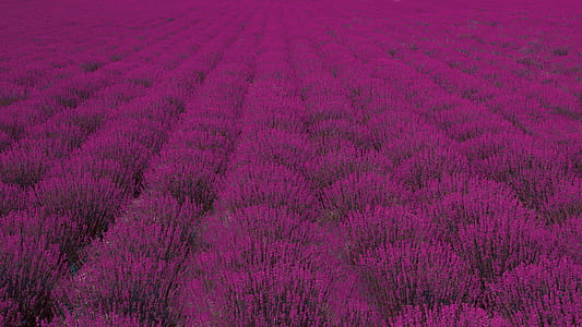 magenta flower field thumbnail