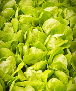selective focus photography of green cabbages thumbnail