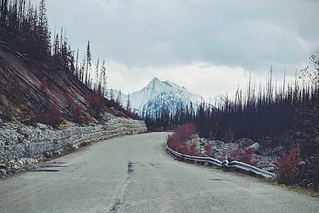 gray concrete road top surrounded with trees at daytime thumbnail