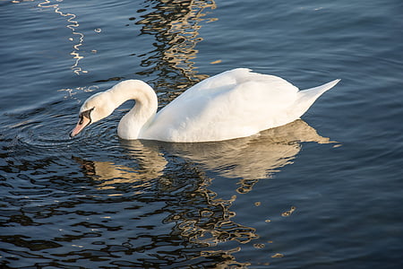 white swan on top body of water thumbnail