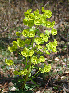 Mandelblättrige Spurge, Spurge Family thumbnail