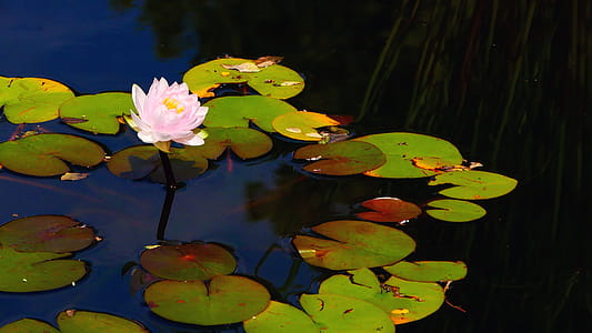 Pink water lily in bloom in a small pond lily pad. thumbnail