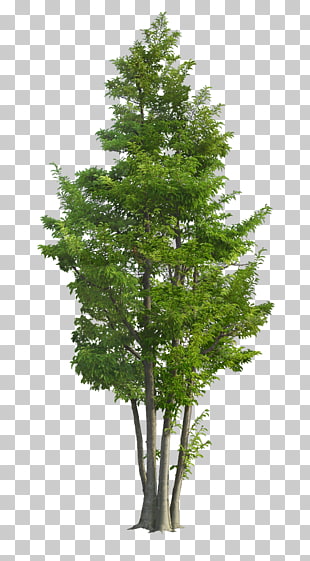 Ilex rotunda Tree Landscape Garden Green, Luxuriant trees, green leafed plant PNG clipart