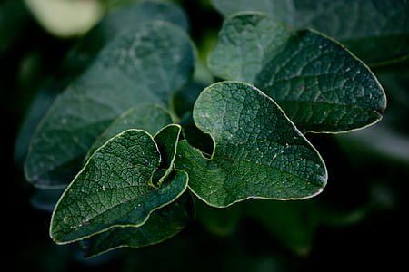 macro photography of a green leaf plant thumbnail
