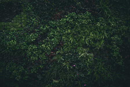 green leaves thumbnail