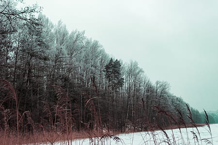 Green Leaf Tree Field thumbnail