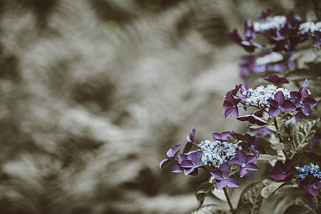 purple petaled flowers thumbnail