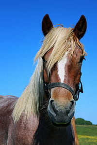 closeup photo of brown and white horse thumbnail