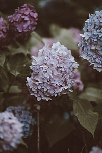 white clustered flower in bloom thumbnail