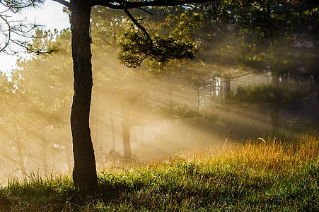 silhouette of tree during daytime thumbnail