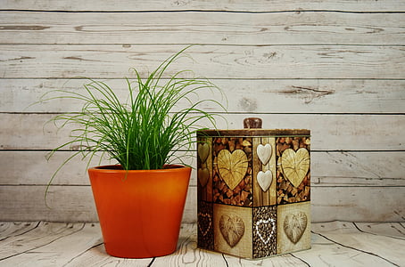photography of plant with pot and canister thumbnail