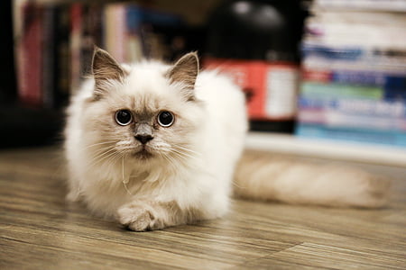 white cat laying on floor thumbnail