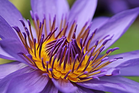 purple and yellow waterlily closeup photo thumbnail