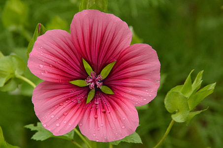 selective focus photo of pink flower thumbnail