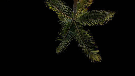 low angle photo of palm tree taken at nighttime thumbnail