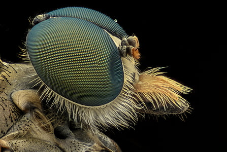 microscopic photography of insect thumbnail