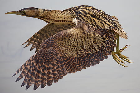 photo of big bird thumbnail