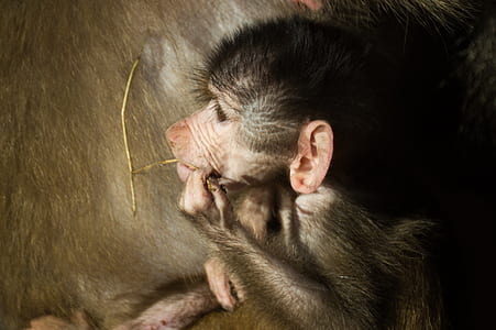 animal, zoo, ape, baboon thumbnail