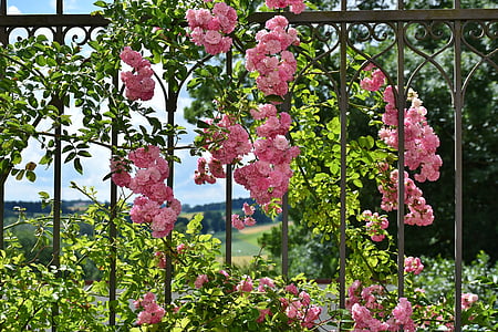 pink flowers hanged on black steel fence thumbnail