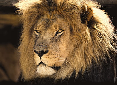 lion during day time thumbnail