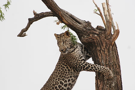 Leopard Leaning on Tree thumbnail