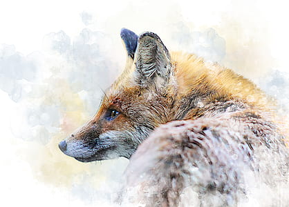 wildlife photography of brown fox thumbnail