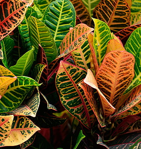 selective focus photography of croton plant thumbnail