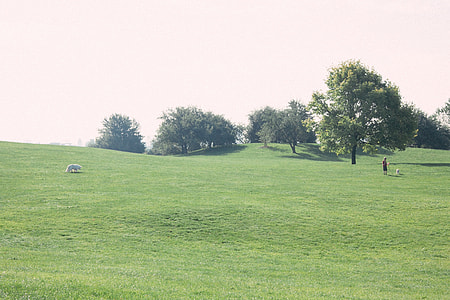 Walking the dogs in park thumbnail