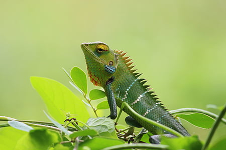 green iguana on green leaf thumbnail