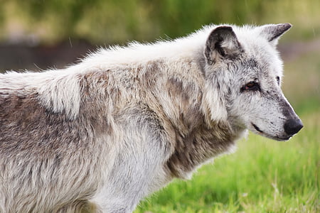 selective focus photo of ray wolf on grass field thumbnail