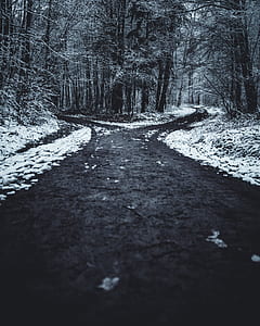 grayscale photo of road surrounded by trees thumbnail