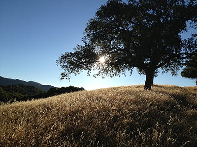 green tree surrounded with brown grass at daytime thumbnail