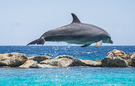 jumping gray dolphin on body of water at daytime thumbnail