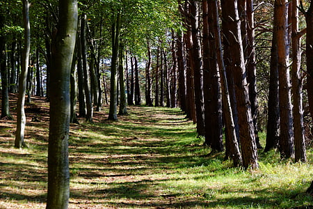empty dirt road in the middle of forest during day thumbnail