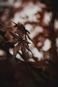 selective focus photography of cannabis thumbnail