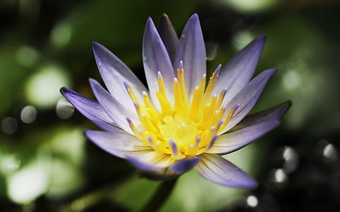 close up photography of purple petaled flower thumbnail