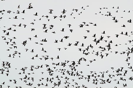 photo of birds lot thumbnail