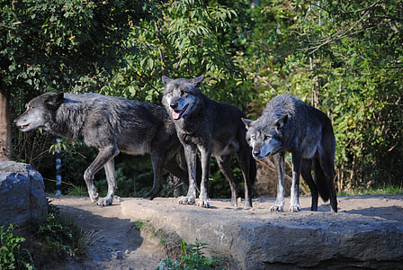 three gray wolves during daytime thumbnail