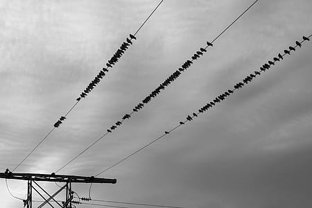 silhouette photography of flock of birds perched on wire thumbnail