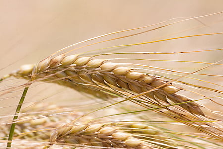 close up photography of brown rice grains thumbnail