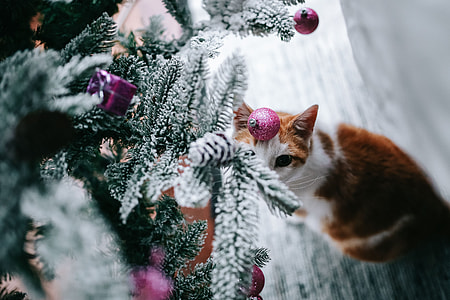 Christmas tree decorations thumbnail