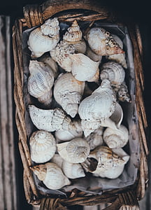 top view photography of seashells on basket thumbnail
