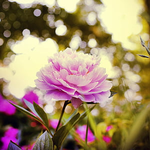 selective focus photo of purple petaled flower thumbnail